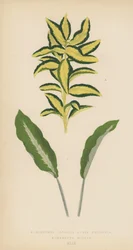 Euonymus Japonica Aurea Variegata, Maranta Micans